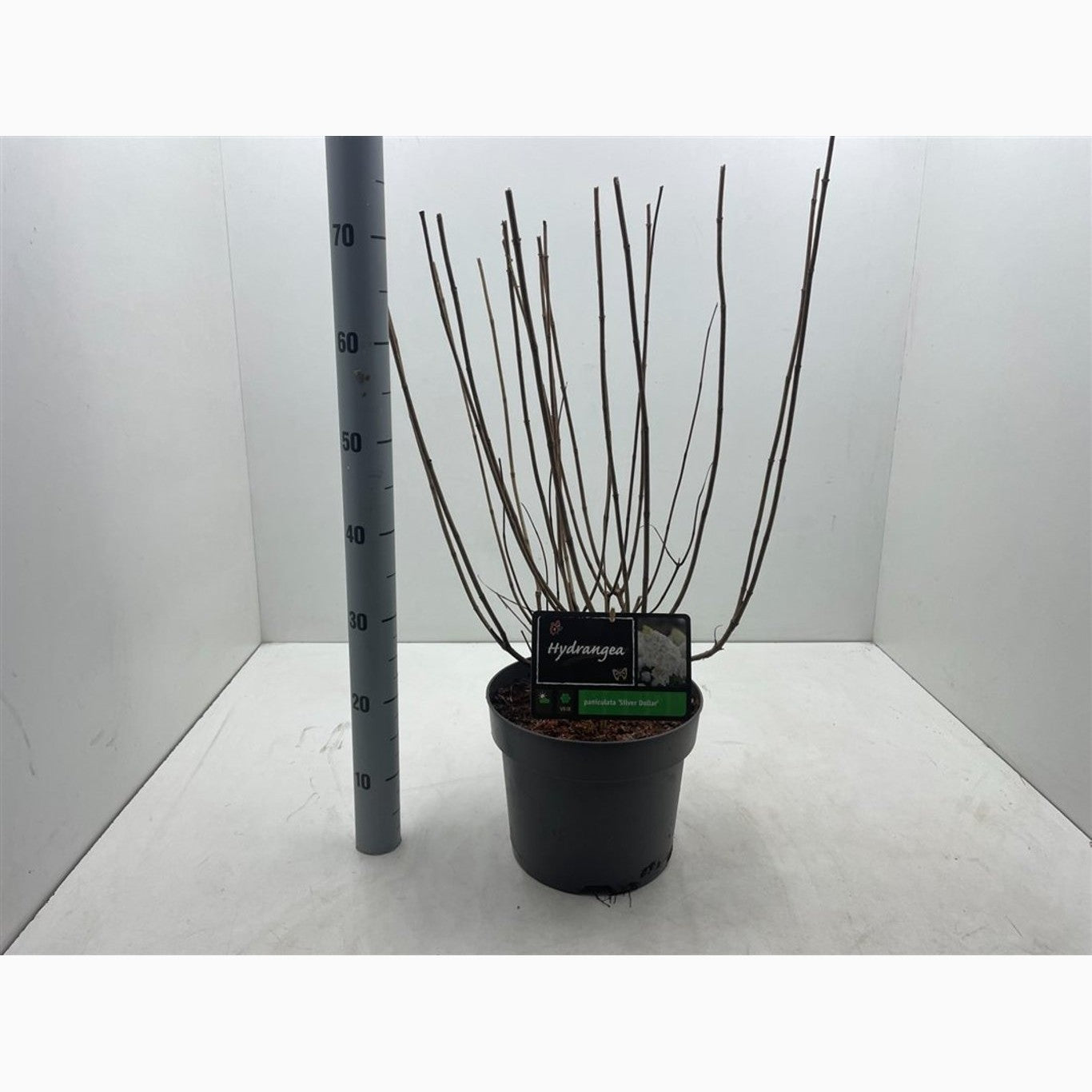 Syrenhortensia – Hydrangea paniculata 'Silver Dollar' - C10